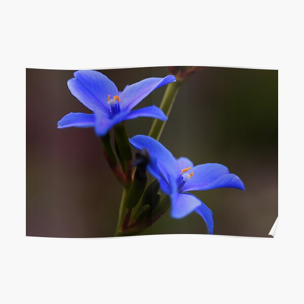 Orthrosanthus multiflorus Poster