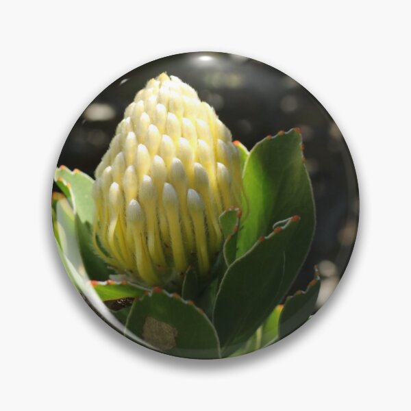 Item preview, Nature, Africa, South Africa, Flower, Protea, Bud, Yellow, Light, Shadow, Photography, BebiCervin designed and sold by BebiCervin.