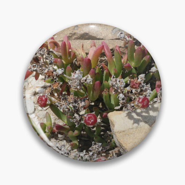 Item preview, Nature, Africa, South Africa, Flora, Stone, Photography, BebiCervin designed and sold by BebiCervin.