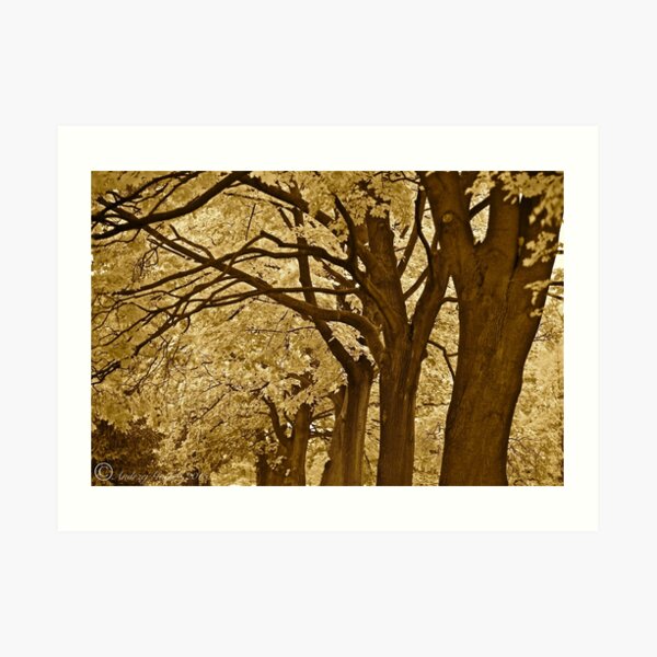 Sepia Traum 2015. Doktor Faustus, Kunstdruck