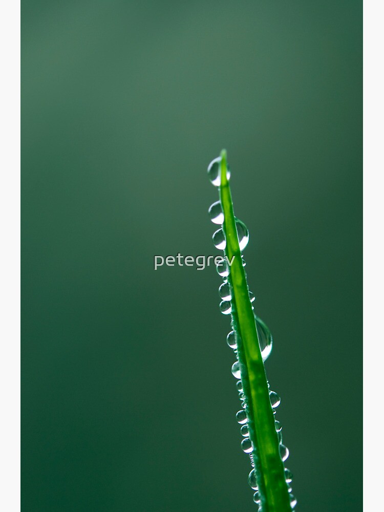 Day 169 - 26th December 2011 by petegrev