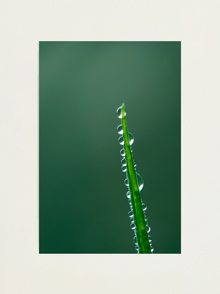 Alternate view of Day 169 - 26th December 2011 Photographic Print