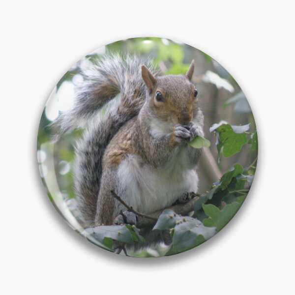 Item preview, Grey Squirrel Eating Sycamore Seeds Photograph designed and sold by naturegallery.