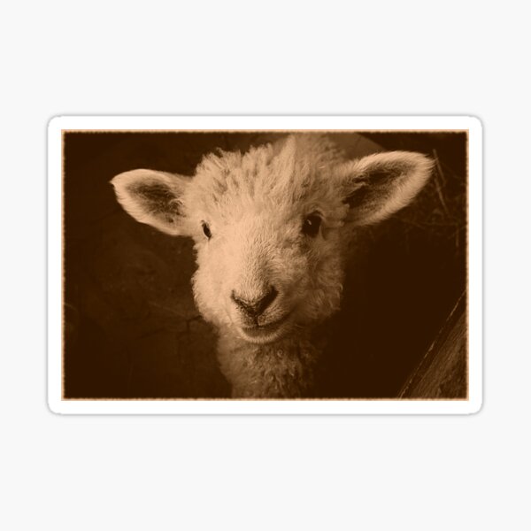 REDREAMING LAMB 2 Sticker