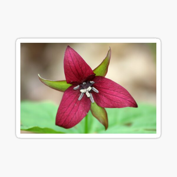 REDREAMING RED TRILLIUM Sticker