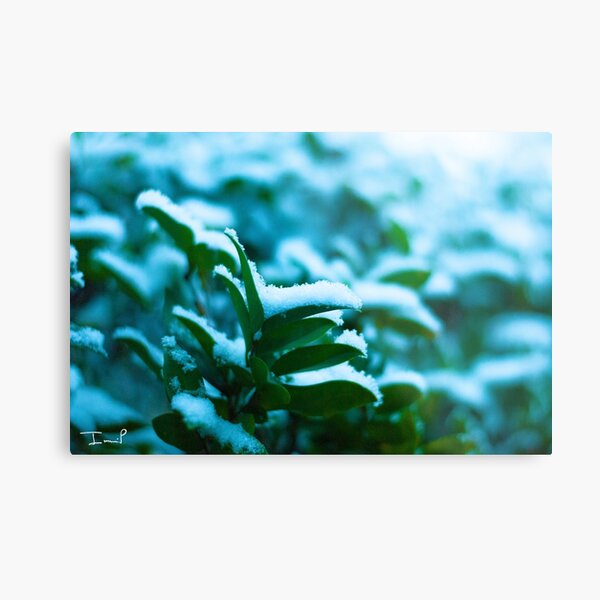 Snow on Leaves Metal Print
