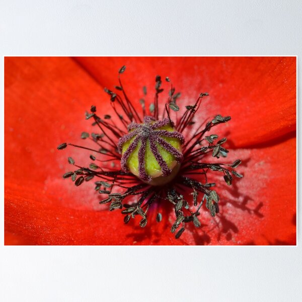 Item preview, Poppy Stamens  designed and sold by relayer51.