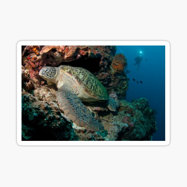 Green Turtle, Bunaken National Marine Park, Indonesia Sticker