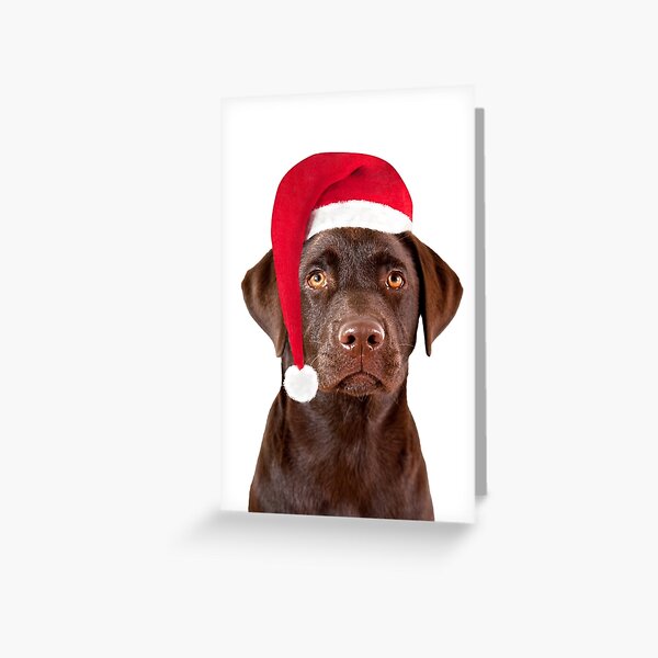 Christmas Labrador dog Greeting Card