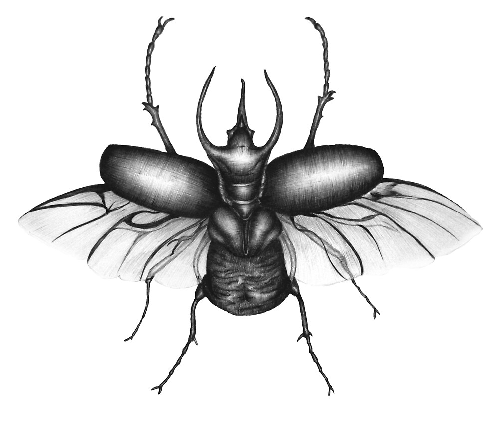 beetle-wings-by-ecmazur-redbubble