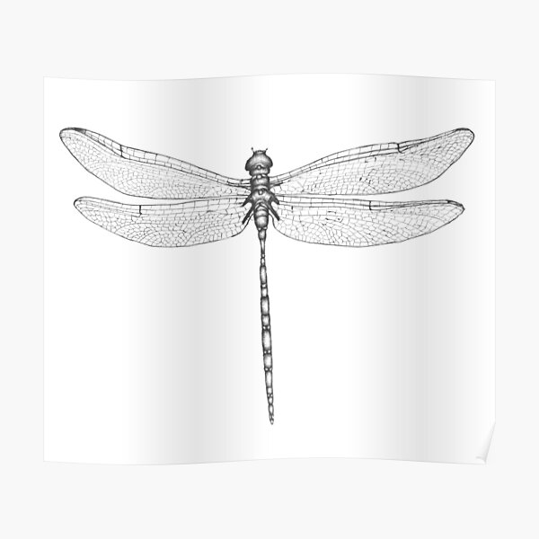 Dragonfly Wings Poster