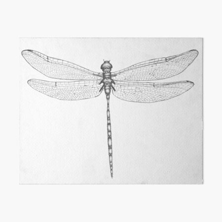 Dragonfly Wings Art Board Print