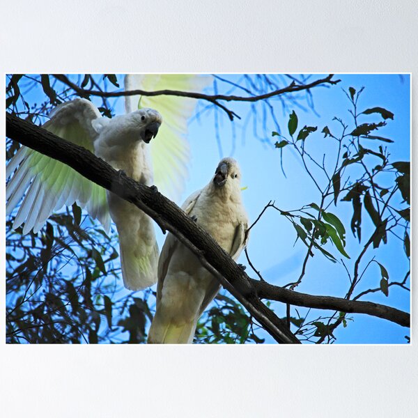 Item preview, Squabbles designed and sold by Noelene Kuzmann Photography and Art.