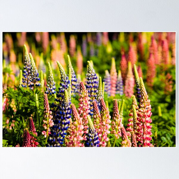 Item preview, Lupins designed and sold by Rick Senley.