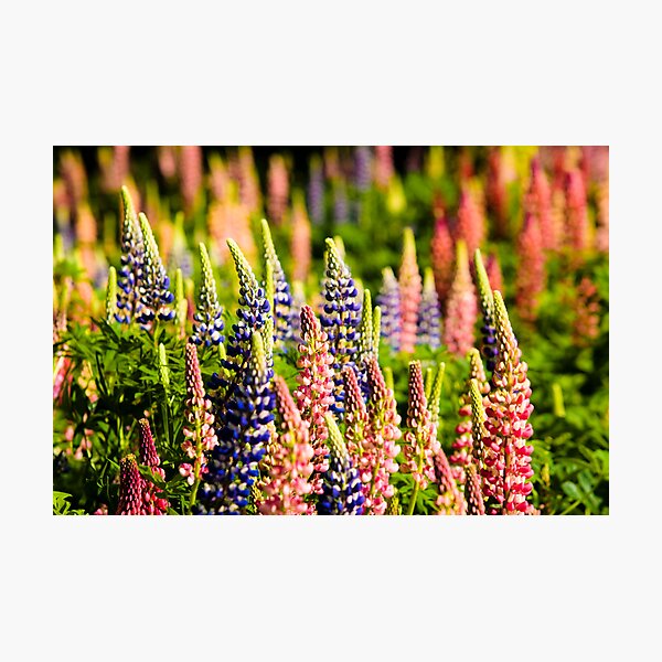Item preview, Lupins designed and sold by Rick Senley.