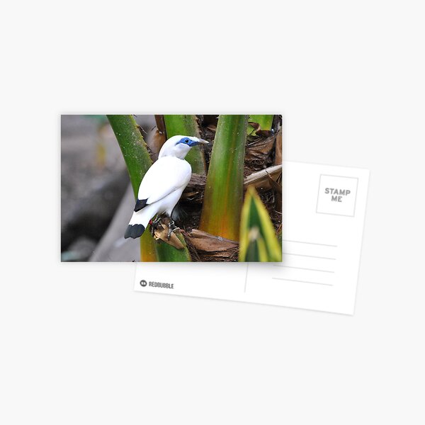 Item preview, Perched Bali Starling designed and sold by Dorothy Thomson.