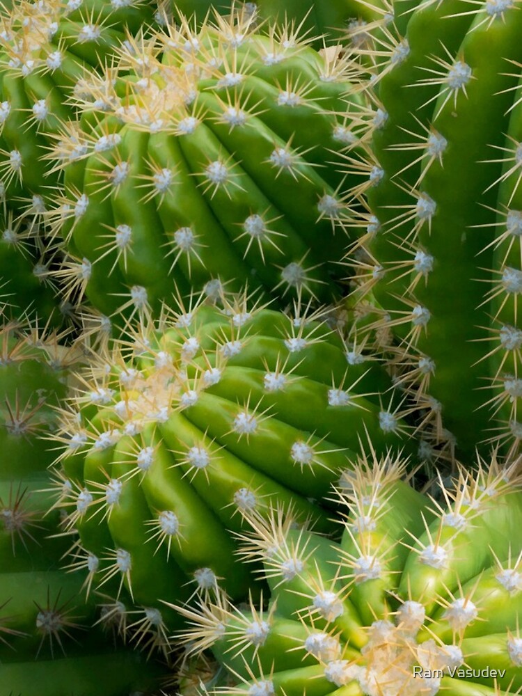 Thumbnail 4 of 4, iPhone Case, Cactus designed and sold by RVasudev.