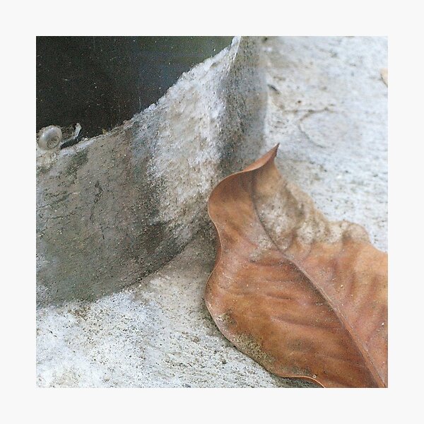 Artikelvorschau, Leaf Portrait #20 entworfen und verkauft von Jane Underwood.