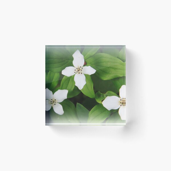 Item preview, Bunchberry designed and sold by Alyce Taylor.