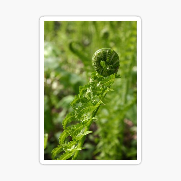 Item preview, Fiddlehead designed and sold by Alyce Taylor.