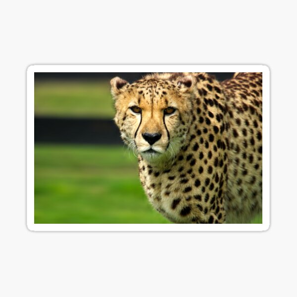 Cheetah - Face to Face - 38,585 Views Sticker