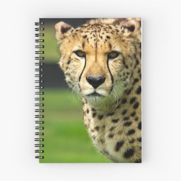 Item preview, Cheetah - Face to Face - 38,585 Views designed and sold by Stephen Beattie.