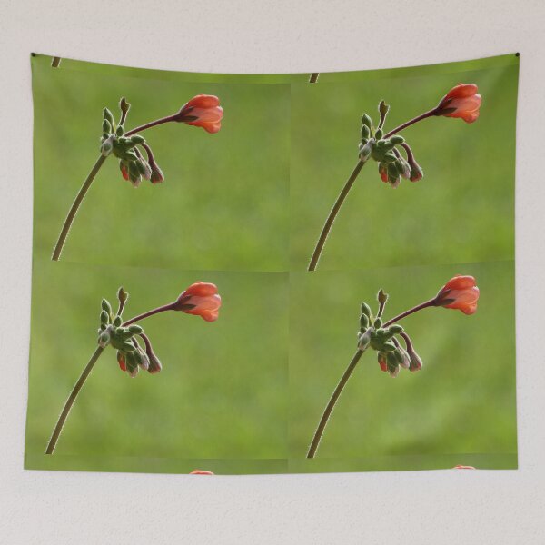 Aperçu de l'œuvre Geranium bud créée et vendue par PhotosByG.