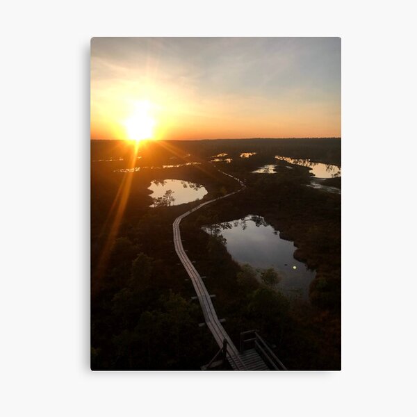 trail in swamp Canvas Print