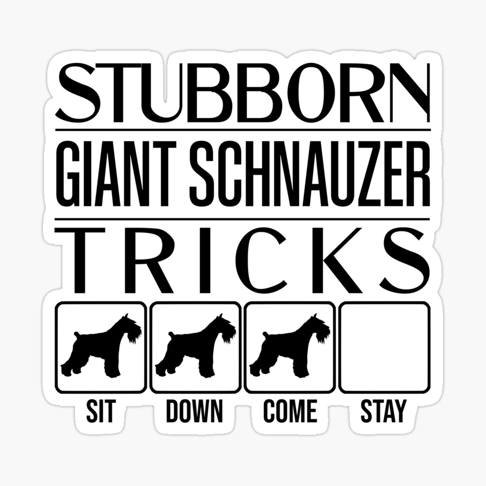 schnauzer stubborn