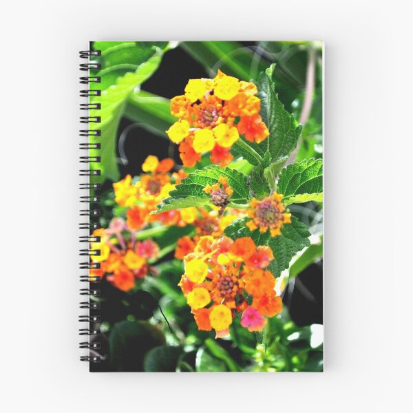 Item preview, MULTI-COLORED LANTANA PLANT designed and sold by JAYMILO.
