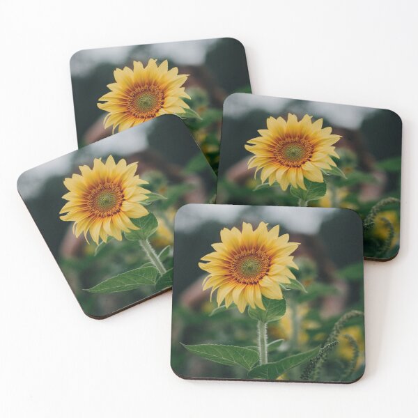Item preview, Sunflower Focus Photography designed and sold by hatimelhag.