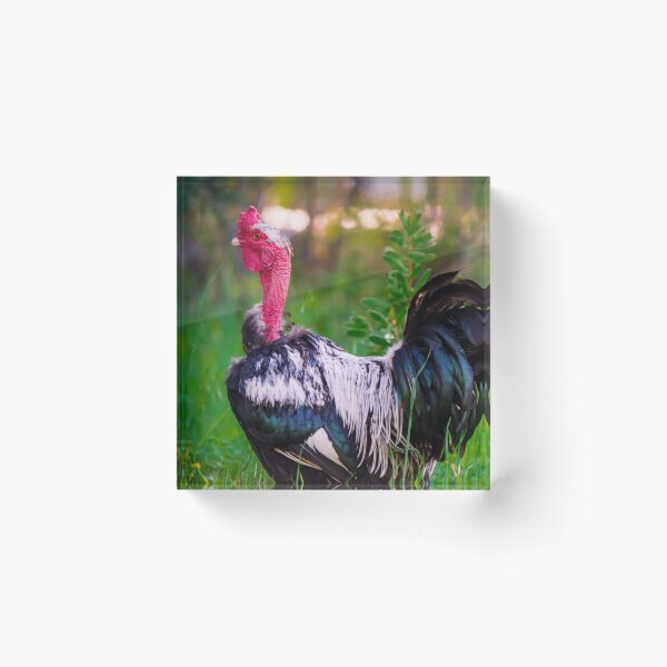 Item preview, Sleeves: The Proud Naked Neck Rooster designed and sold by FigTreeMagick.