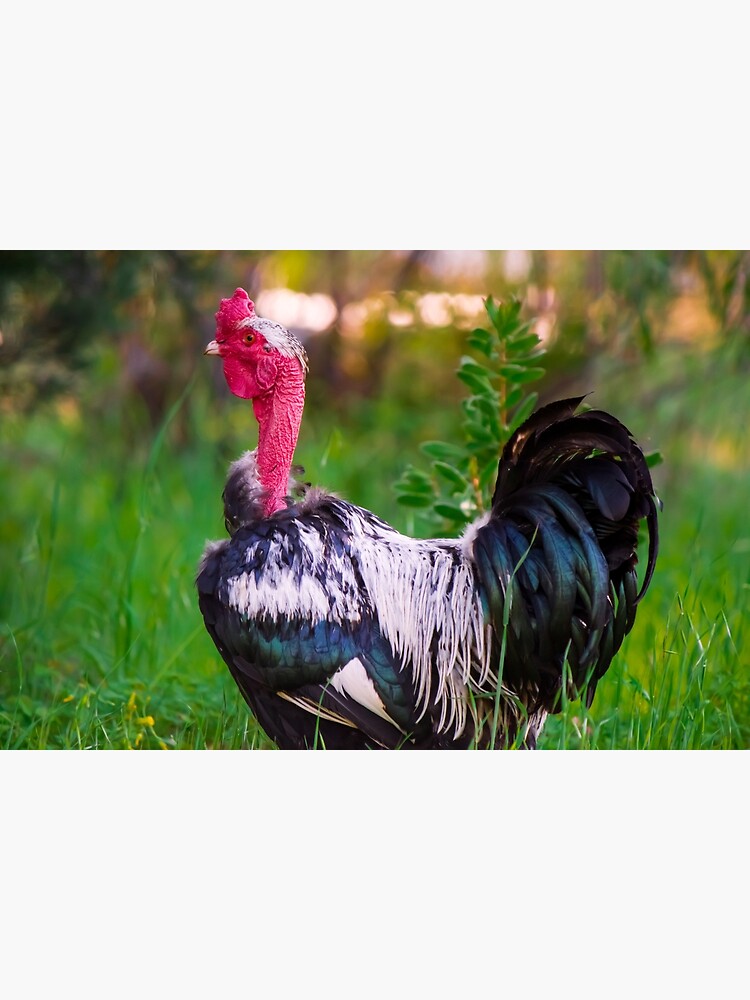 Sleeves: The Proud Naked Neck Rooster" Greeting Card for Sale by FigTreeMagick | Redbubble Sleeves: The Proud Naked Neck Rooster" Greeting Card for Sale by FigTreeMagick | Redbubble