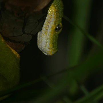 Artwork thumbnail, Green Tree Python by RobsVisions