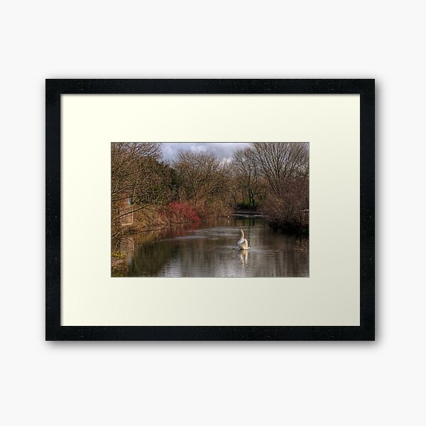 A Swan on the River Itchen Framed Art Print