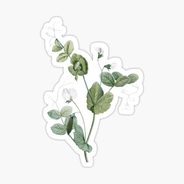 Vintage White Pea Flower Botanical Illustration Sticker