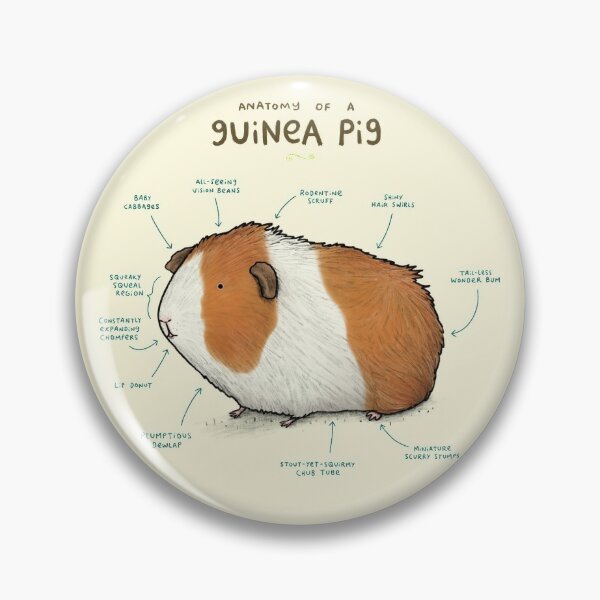 Meme Accessories Redbubble - disco s baby guinea pig ginger roblox