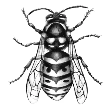 Artwork thumbnail, Yellowjacket by Ropear