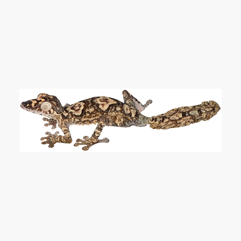 dune gecko care sheet