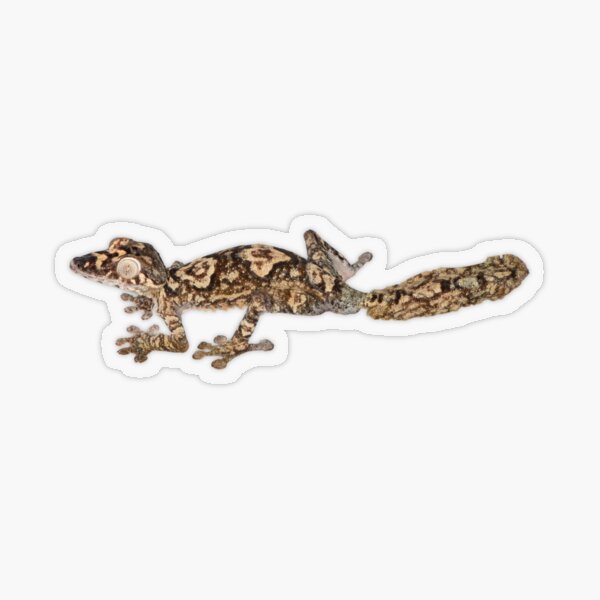 Uroplatus giganteus Transparent Sticker