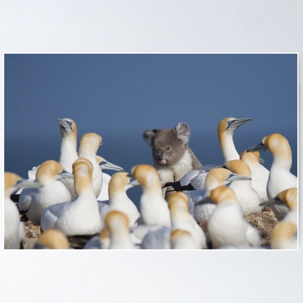 Item preview, Lost Koala in Gannet Colony designed and sold by DiomediaDesigns.