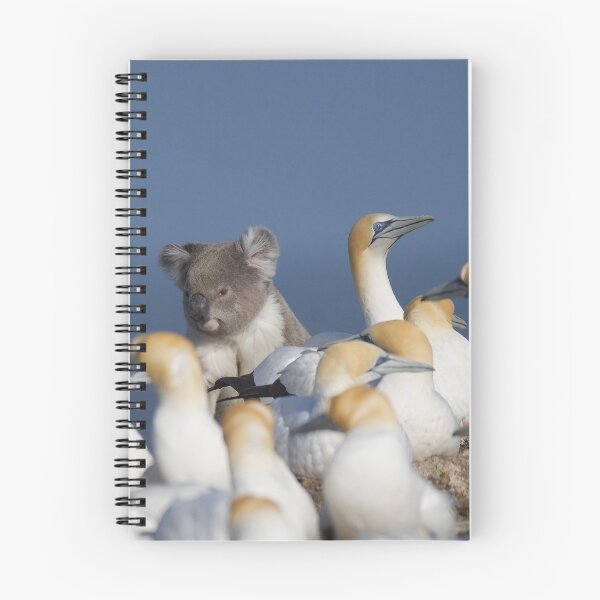 Item preview, Lost Koala in Gannet Colony designed and sold by DiomediaDesigns.