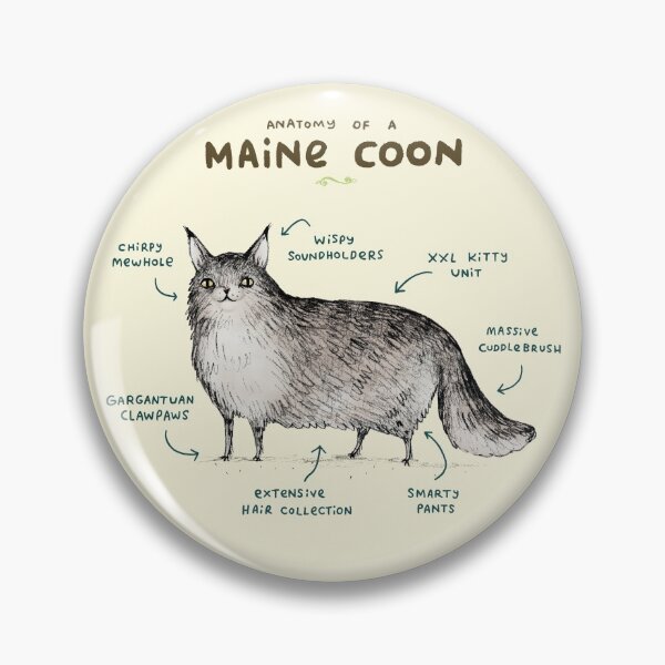 Item preview, Anatomy of a Maine Coon designed and sold by SophieCorrigan.