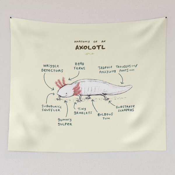Item preview, Anatomy of an Axolotl designed and sold by SophieCorrigan.