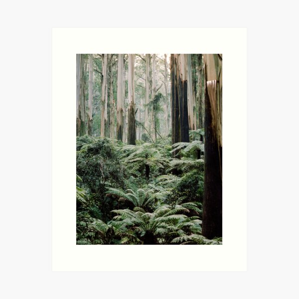 Item preview, Mountain Ash and Tree Ferns, Sherbrooke Forest. designed and sold by Alex Fricke.