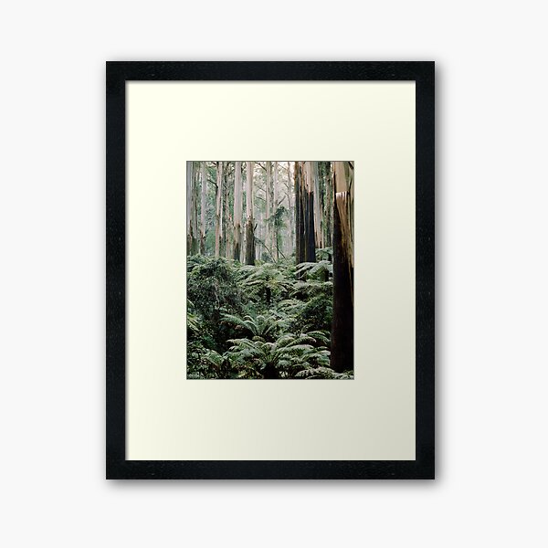Item preview, Mountain Ash and Tree Ferns, Sherbrooke Forest. designed and sold by Alex Fricke.