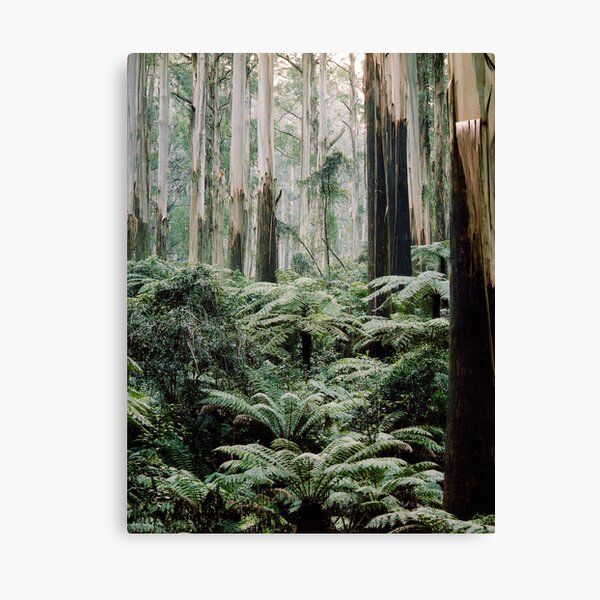 Item preview, Mountain Ash and Tree Ferns, Sherbrooke Forest. designed and sold by Alex Fricke.