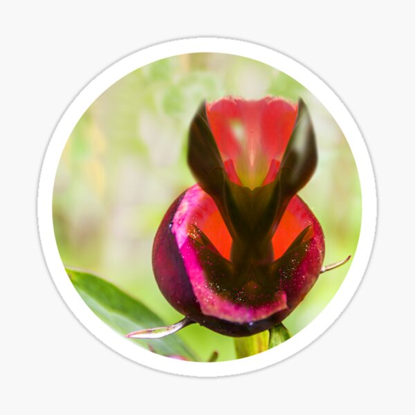 The essence of the peony Sticker