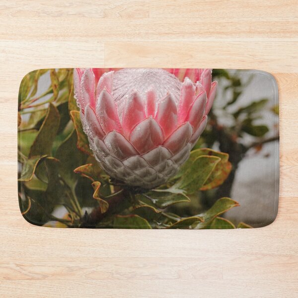 Item preview, Nature, Africa, South Africa, flower, proteas, raindrop, pink, photography, BebiCervin designed and sold by BebiCervin.