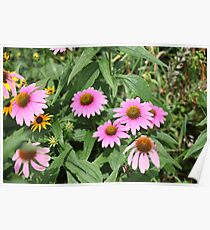 Echinacea 8679 Poster